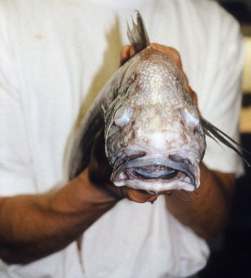 Anglerfishes, deap sea fish