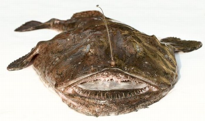 Anglerfishes, deap sea fish