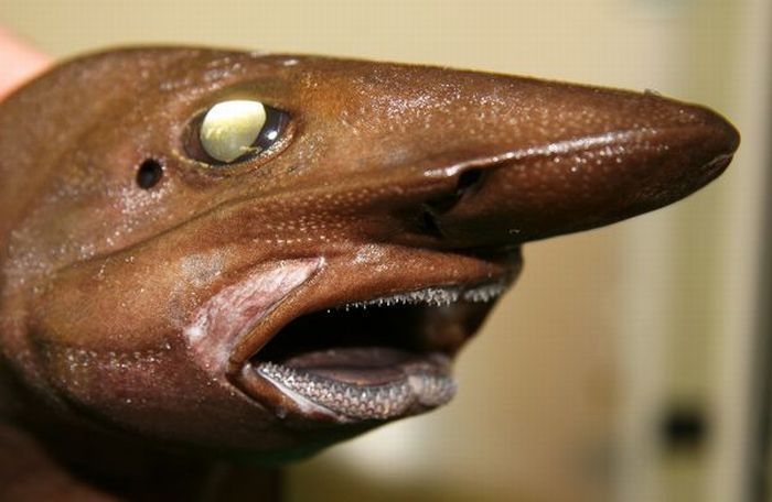 Anglerfishes, deap sea fish