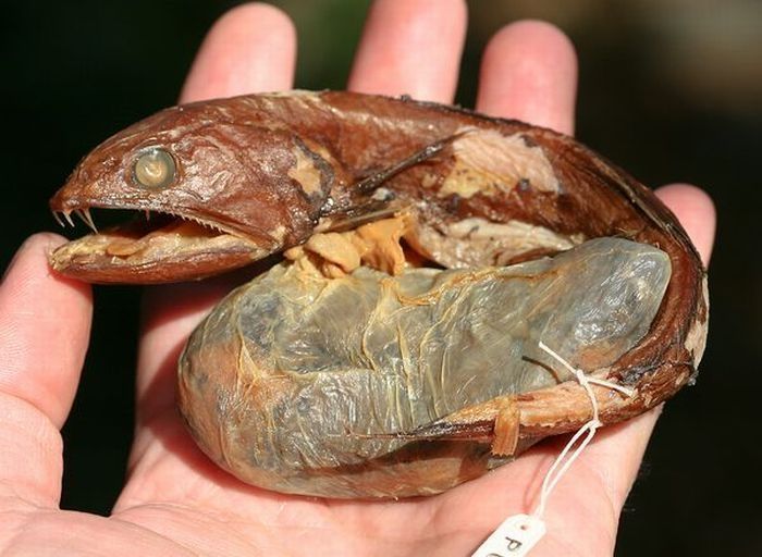 Anglerfishes, deap sea fish