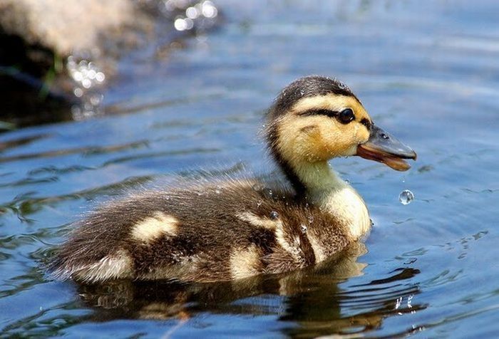 cute baby pet animal