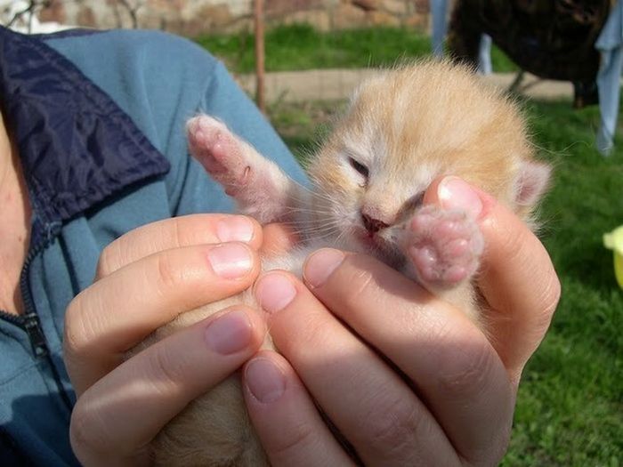 cute baby pet animal