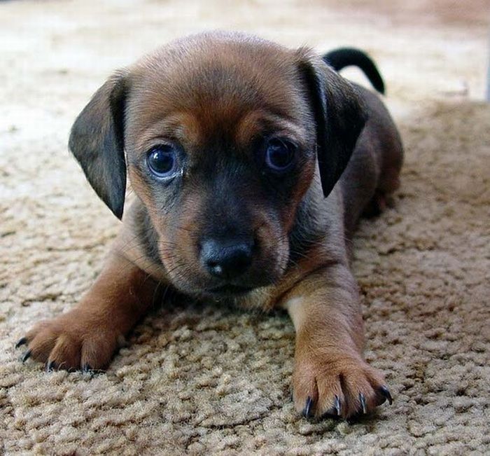 cute baby pet animal