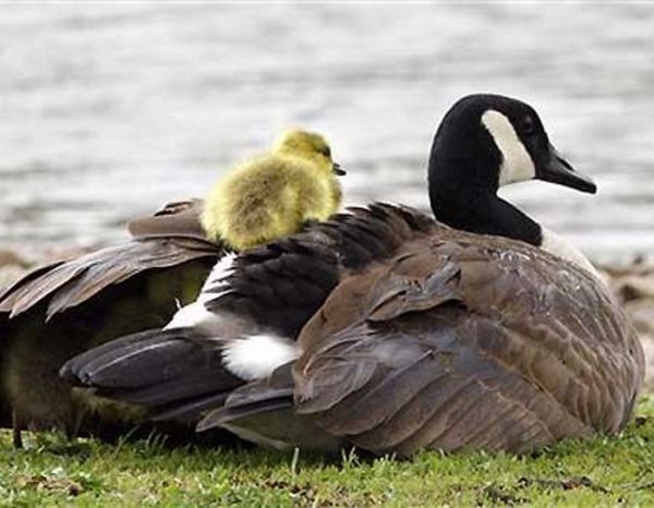 cute baby pet animal