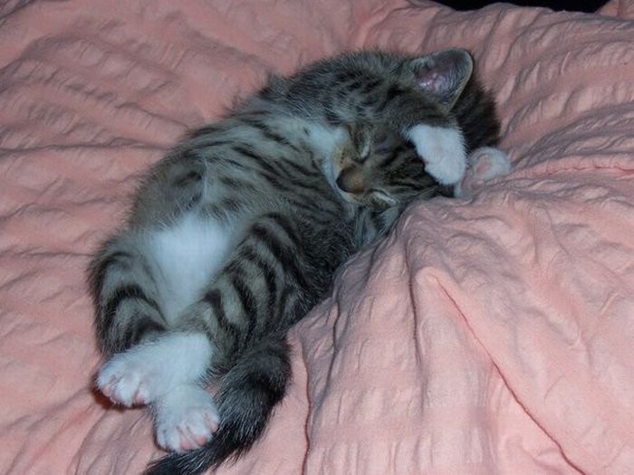 cute baby pet animal