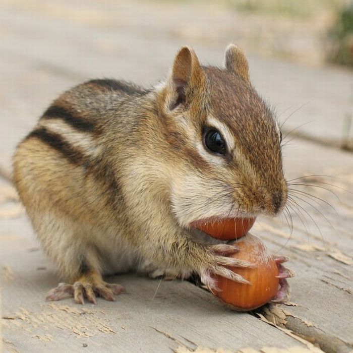 cute baby pet animal