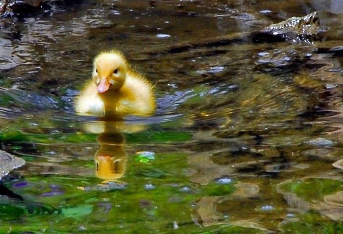 cute baby pet animal