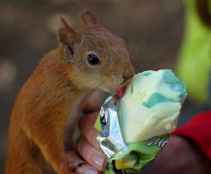 cute baby pet animal