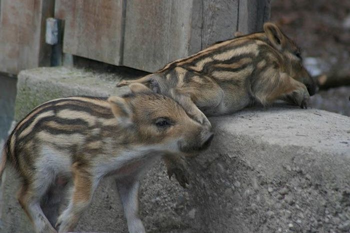 cute baby pet animal