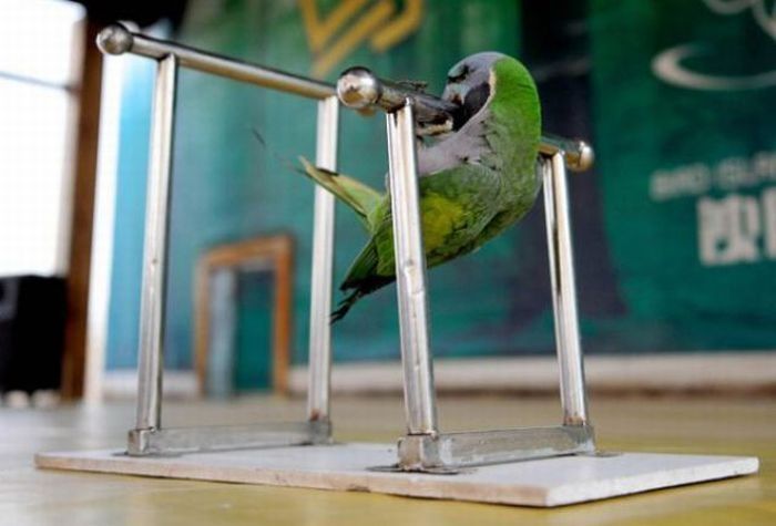 Bird Sports Meeting, China