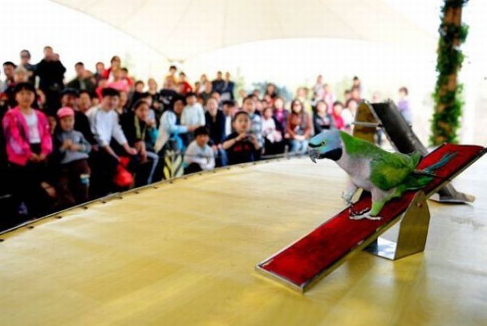 Bird Sports Meeting, China