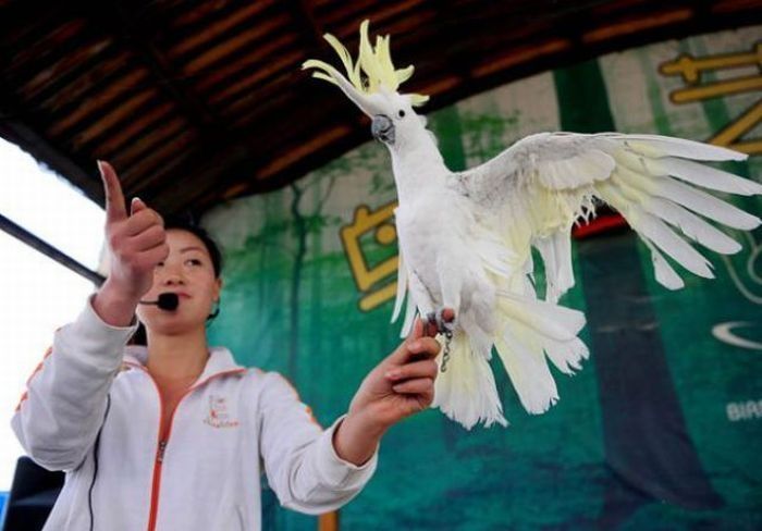 Bird Sports Meeting, China