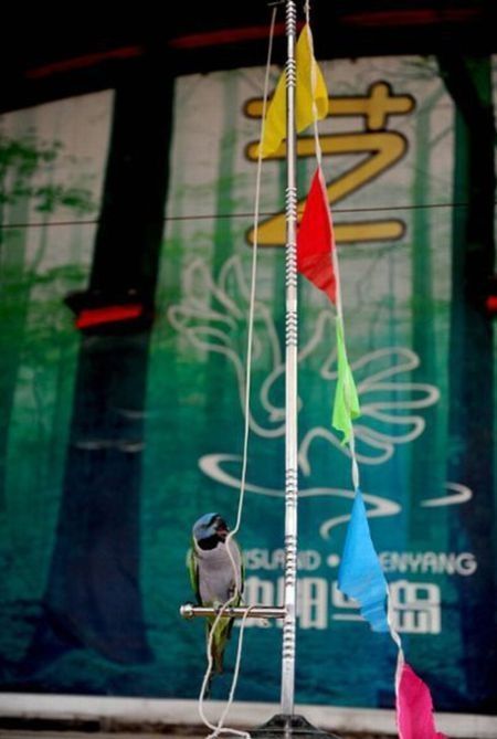 Bird Sports Meeting, China