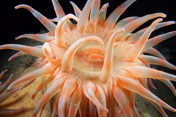 underwater creature