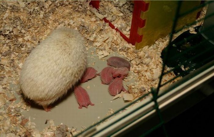 birth of hedgehogs