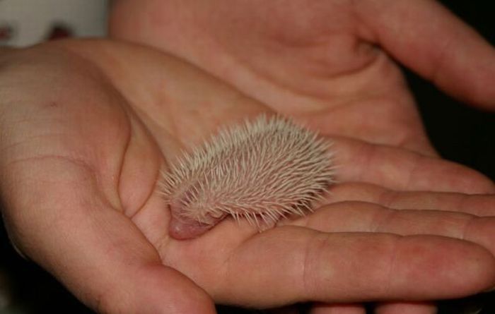 birth of hedgehogs