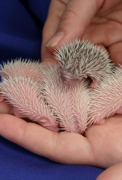 birth of hedgehogs