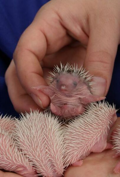 birth of hedgehogs