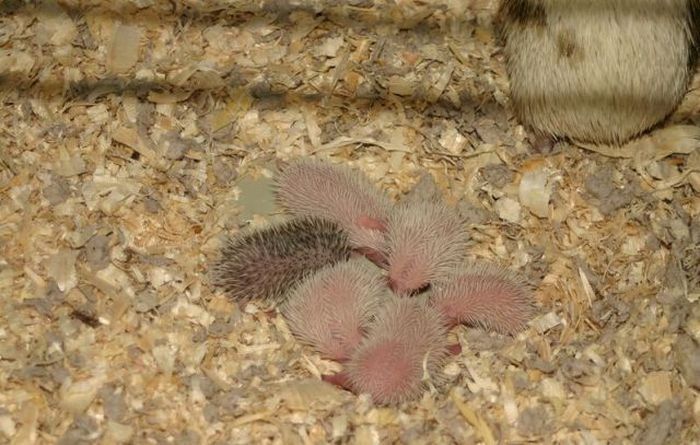 birth of hedgehogs