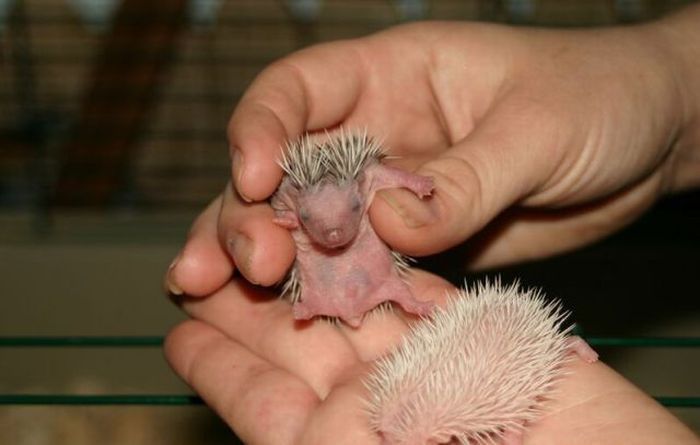 birth of hedgehogs