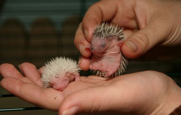 birth of hedgehogs