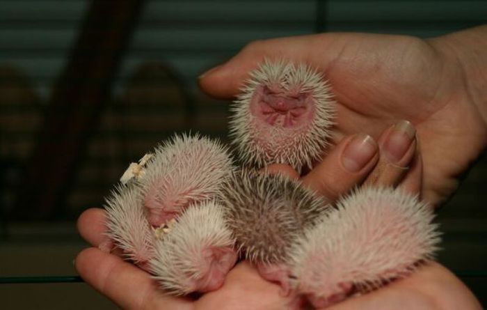 birth of hedgehogs