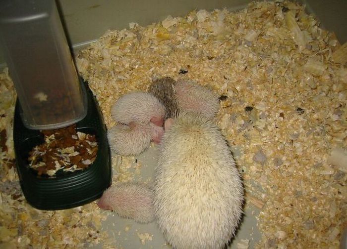 birth of hedgehogs