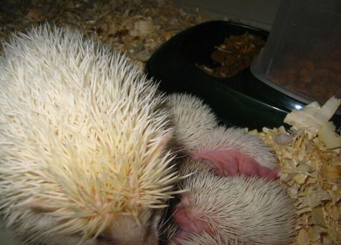 birth of hedgehogs