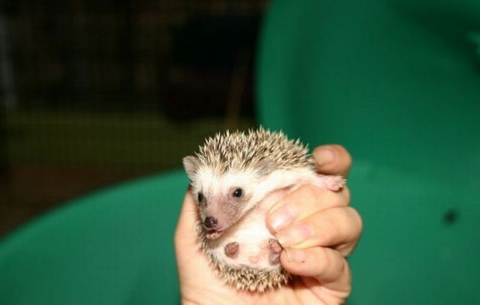 birth of hedgehogs