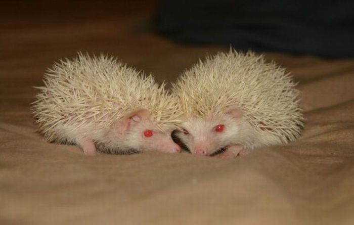 birth of hedgehogs