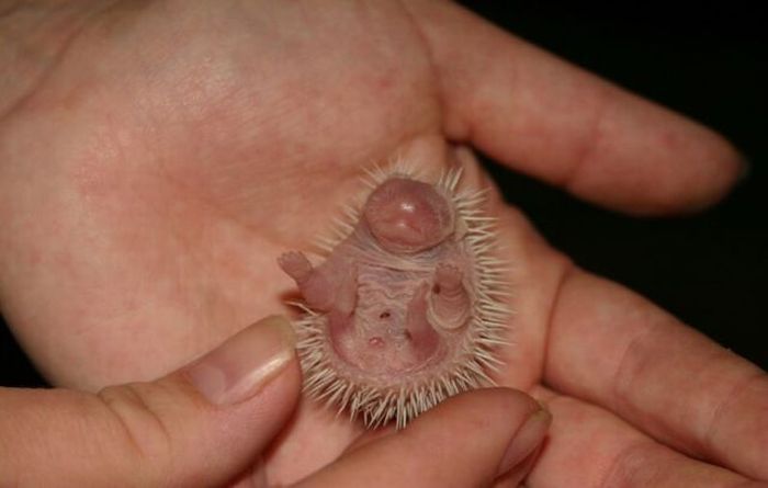 birth of hedgehogs