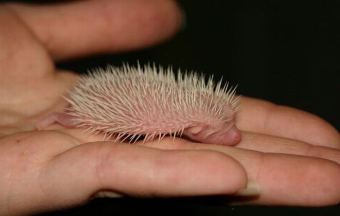 birth of hedgehogs