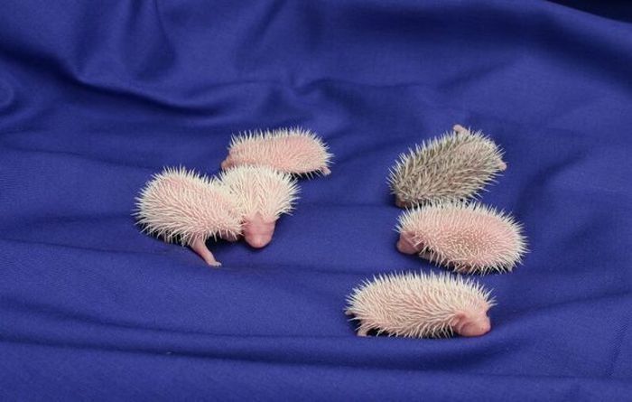 birth of hedgehogs