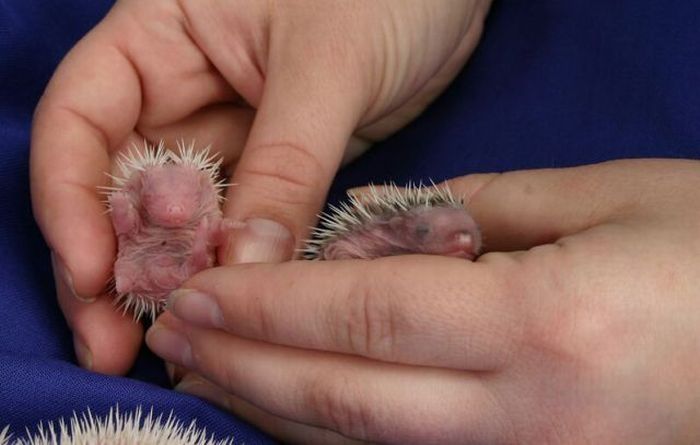 birth of hedgehogs