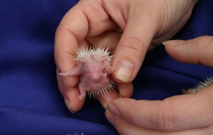 birth of hedgehogs