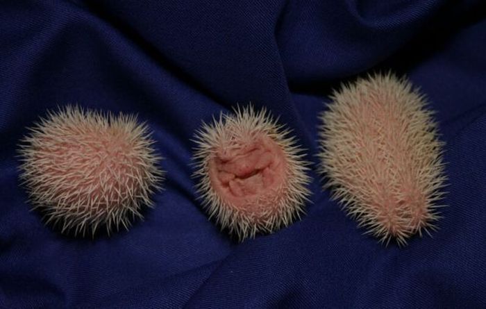 birth of hedgehogs