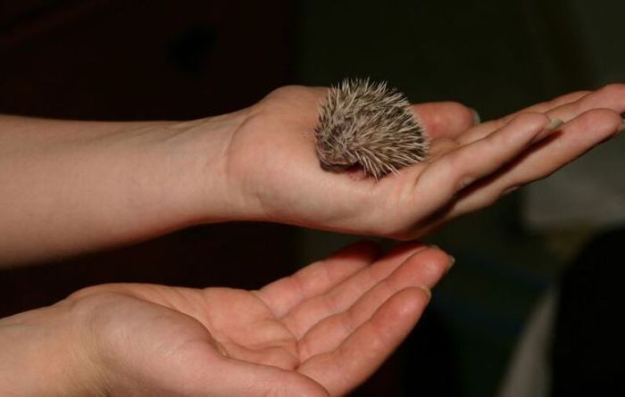 birth of hedgehogs