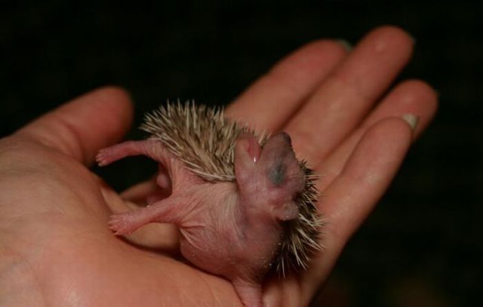 birth of hedgehogs