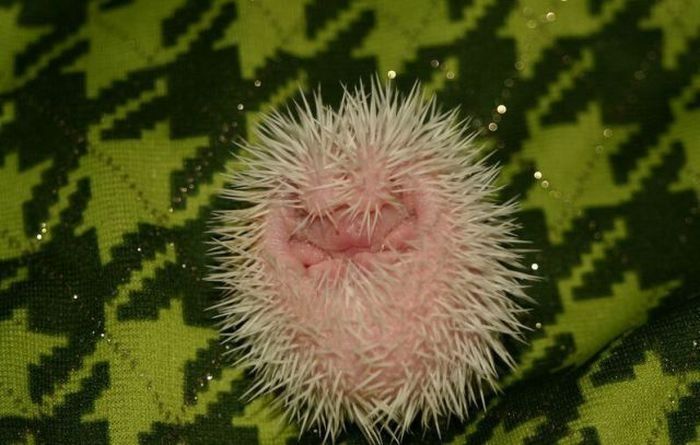 birth of hedgehogs