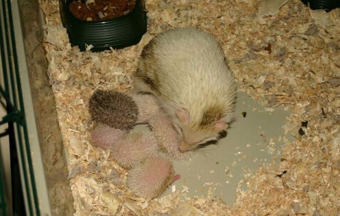 birth of hedgehogs