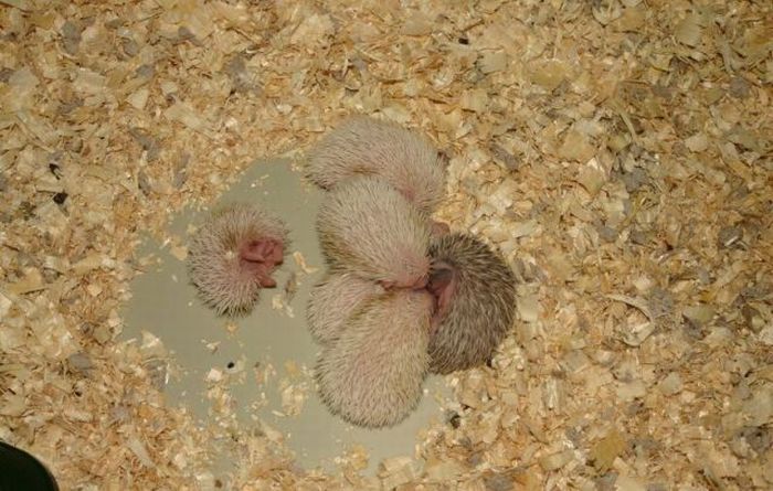 birth of hedgehogs