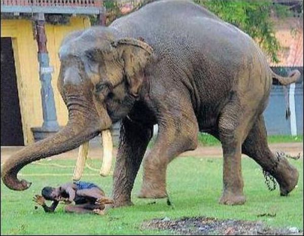 escape from furious elephant