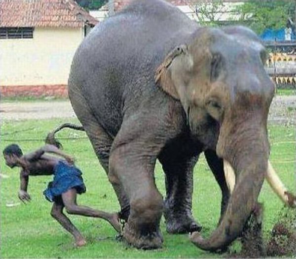 escape from furious elephant