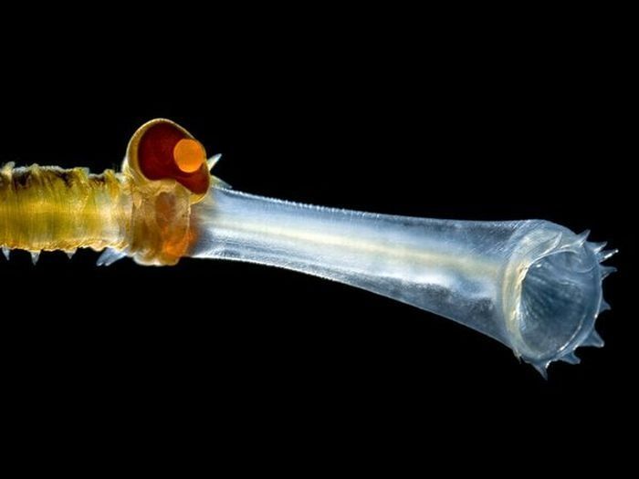 translucent deep sea creature