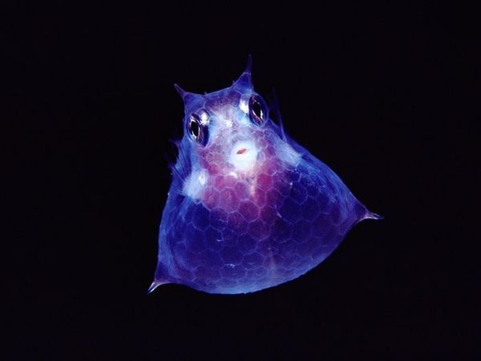 translucent deep sea creature