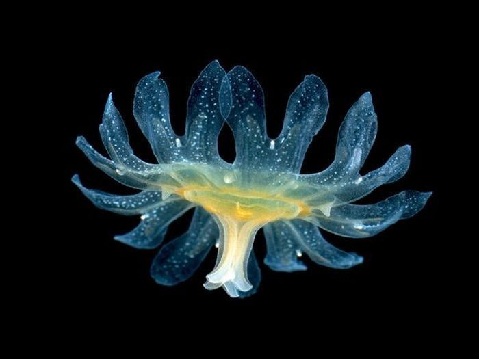 translucent deep sea creature