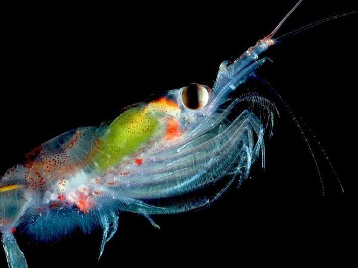 translucent deep sea creature