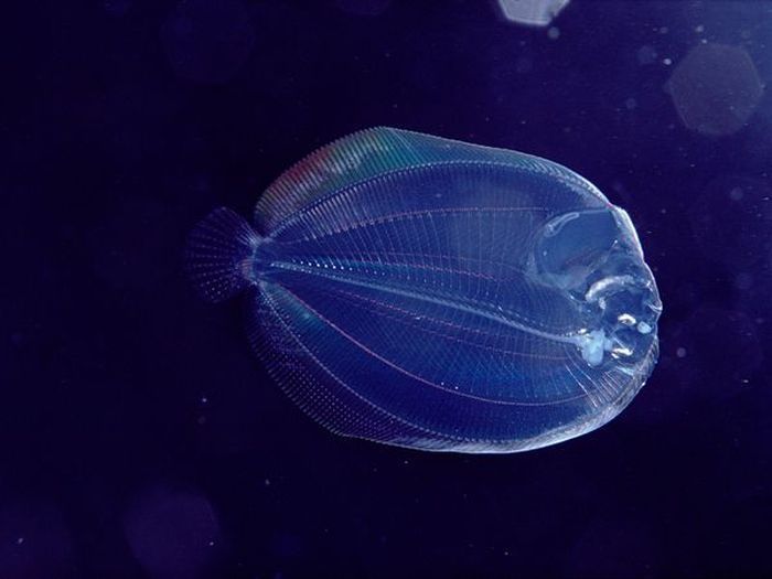 translucent deep sea creature