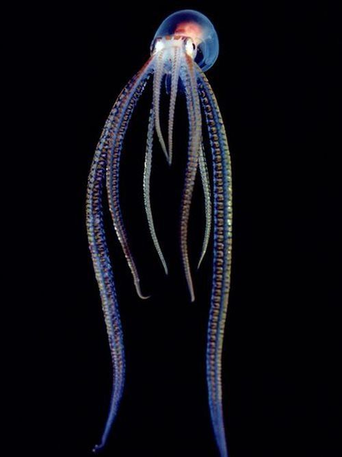 translucent deep sea creature