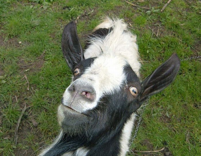 funny goat